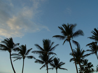 Palm trees blue sky clouds 3 - a group of palm trees free wallpaper