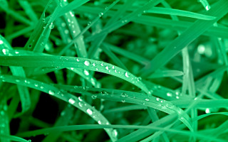 Close up green grass water 2 - color field free wallpaper
