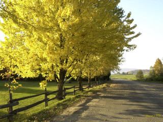 Tree lined road fence field - road free wallpaper for desktop