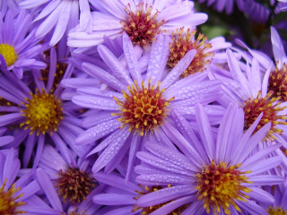 Purple flowers water droplets yellow 2 - a yellow center free wallpaper
