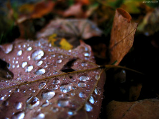 Close up leaf water droplets 6 - water droplet free wallpaper