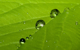 Green leaf water drops macro 59 - more free wallpaper for desktop