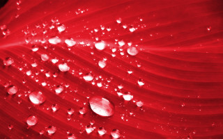 Red flower water droplets black 3 - petal free wallpaper for desktop
