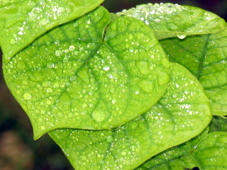 Green leaf water drops macro 50 - photorealistic imagery free wallpaper