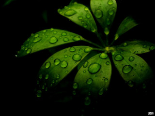 Green leaf water droplets black 2 - art green free wallpaper