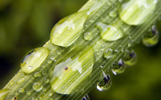 Green plant water droplets macro 21 - leaf and a blurry background free wallpaper