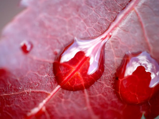 Red leaf water drops surface - a red leaf free wallpaper