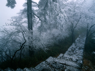 Stone wall trees snow foggy 3 - chen rong free wallpaper