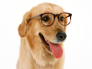 Dog glasses tongue out funny 3 - glass free wallpaper for desktop
