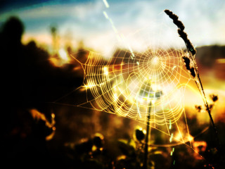 Spider web grass sunset blurry - a spider web free wallpaper
