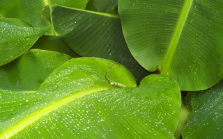 Green leaf water droplets bug - free nature wallpaper for desktop