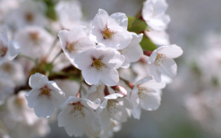 White flowers water droplets macro 3 - petal free wallpaper