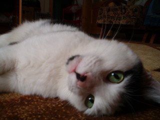 White cat green eyes laying 3 - floor free wallpaper