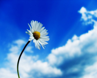 Daisy blue sky clouds foreground 2 - a single daisy free wallpaper