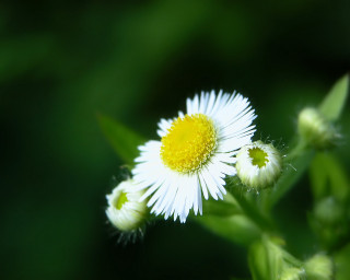 Dandelion sunflower macro blurry background 2 - a close up of a flower free wallpaper for desktop
