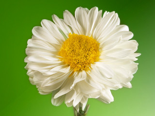 White yellow flower green background 3 - a yellow center in the center of the flower free wallpaper