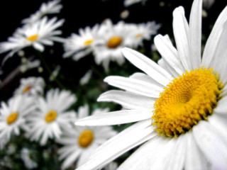 Daisy closeup yellow center black 2 - a yellow center free wallpaper
