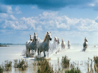Horses running water cloudy day - a group of horses free wallpaper