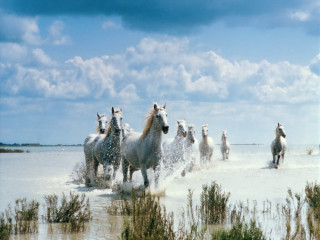 Horses running water cloudy day 4 - annie leibovitz free wallpaper for desktop