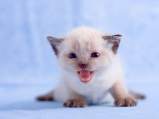 Small white kitten happy face 3 - dom qwek free wallpaper for desktop