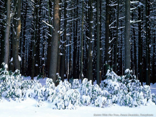 Snowy forest trees snow ground 2 - a snowy forest free wallpaper
