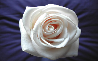 White rose blue background macro 2 - this picture free wallpaper