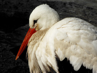 White bird red beak spread - a red beak free wallpaper