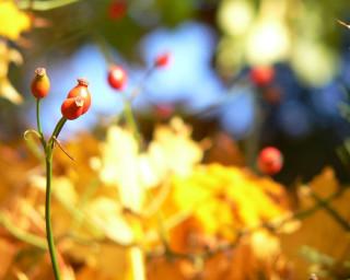 Plant berries stem leaves autumn - a close up of a plant free wallpaper