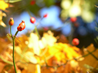 Plant berries stem leaves blurry 3 - a close up of a plant free wallpaper