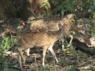 Two deers woods eating leaves - female free wallpaper