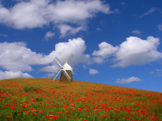 Windmill hill field flowers blue - a windmill free wallpaper for desktop