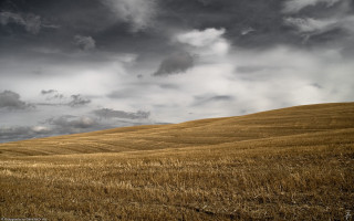 Wheat field cloudy sky lone - a lone tree in the foreground free wallpaper for desktop
