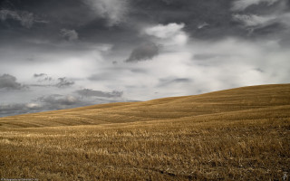 Wheat field cloudy sky lone 2 - a field of wheat under a cloudy sky free wallpaper