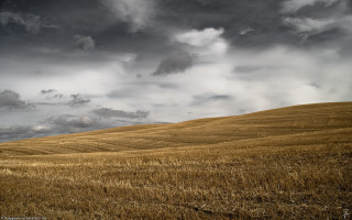 Wheat field cloudy sky lone 3 - a lone tree in the foreground free wallpaper for desktop