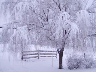 Winter snowy tree fence forest - in the background free wallpaper
