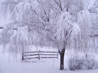 Winter snowy tree fence forest 2 - in the background free wallpaper