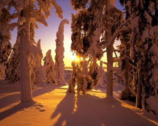 Snowy forest sunset trees clouds 2 - artur grottger free wallpaper