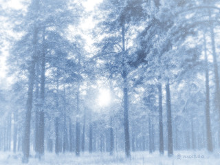 Snowy forest snow falling sun - a snowy forest free wallpaper