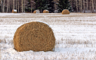 Hay bale snowy field forest - heavy grain free wallpaper
