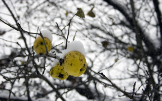 Tree fruit snow leaves winter - fluxus free wallpaper