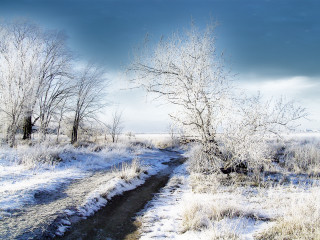 Snowy path field trees grass 4 - tree and grass free wallpaper