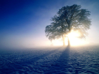 Lone tree snowy field sun - volumetric light free wallpaper