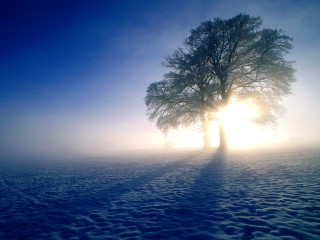 Lone tree snowy field sun 2 - volumetric light free wallpaper
