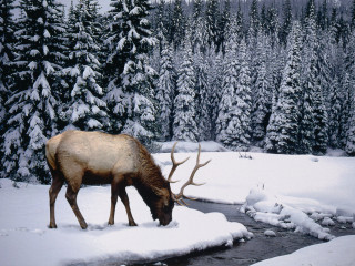 Elk grazing snow stream trees 3 - edwin landseer free wallpaper