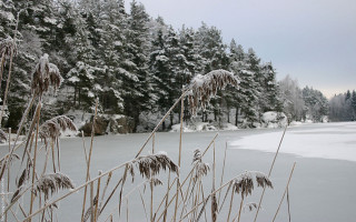 Snowy field trees water winter - a snowy field free wallpaper