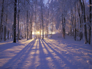 Snowy path forest sunlight trees 5 - a snowy path in a forest free wallpaper