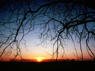 Sunset tree branches field sky - a sunset free wallpaper for desktop