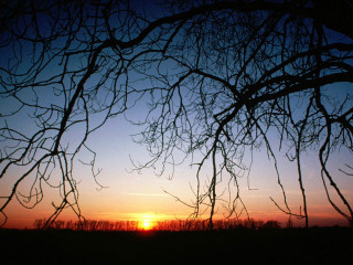 Sunset tree branches field sky 3 - a sunset free wallpaper for desktop
