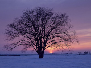 Tree snowy field sunset purple - the distance behind free wallpaper for desktop
