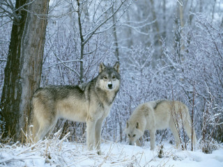 Two wolves snow tree woods 4 - two wolf free wallpaper
